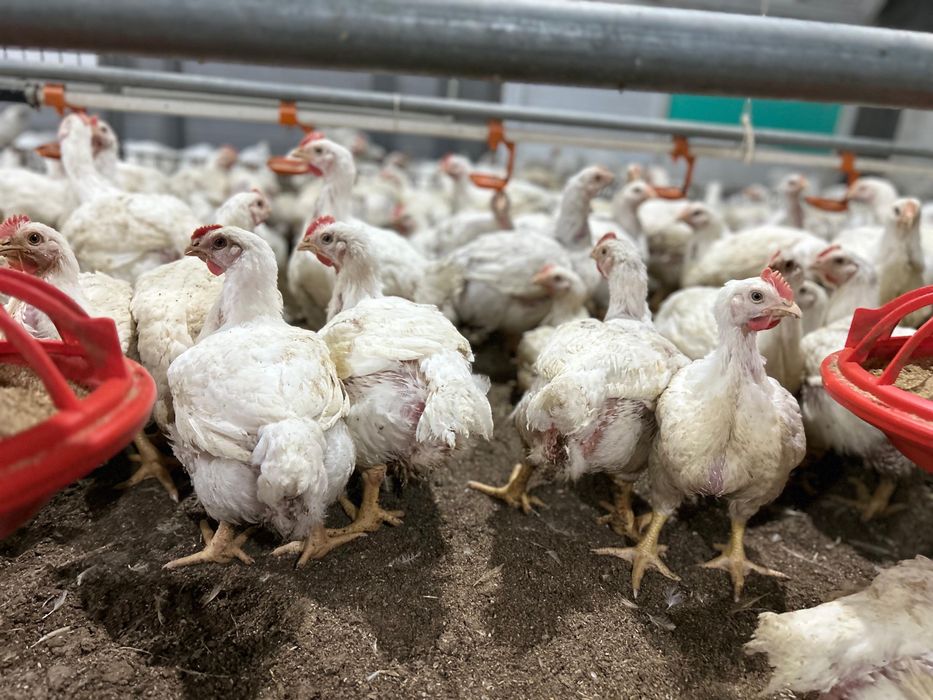 Бройлеры Живым весом