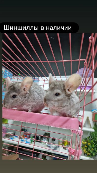 Шиншиллы малыши.