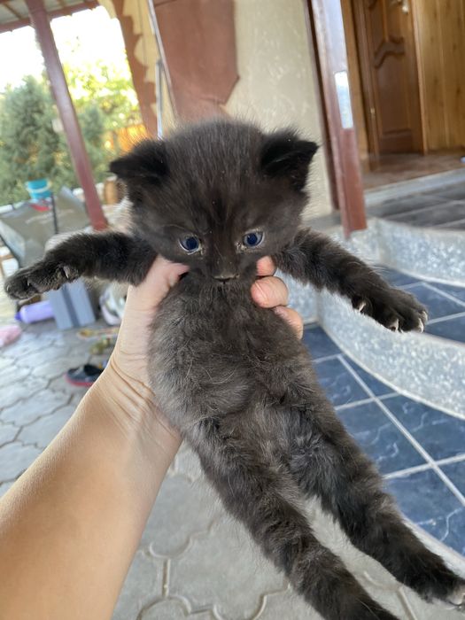 Отдам котят в хорошие руки