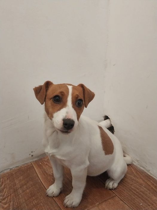 Животный собаки с