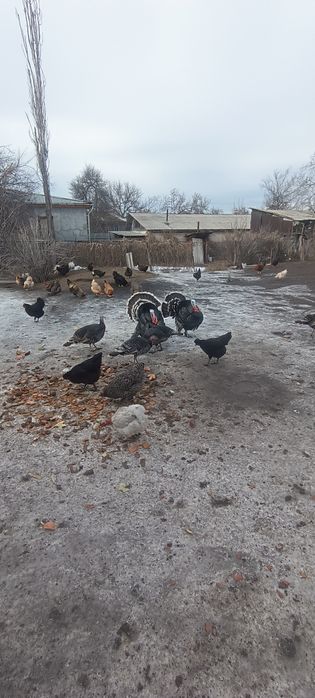 Годовалый рабочий индюк