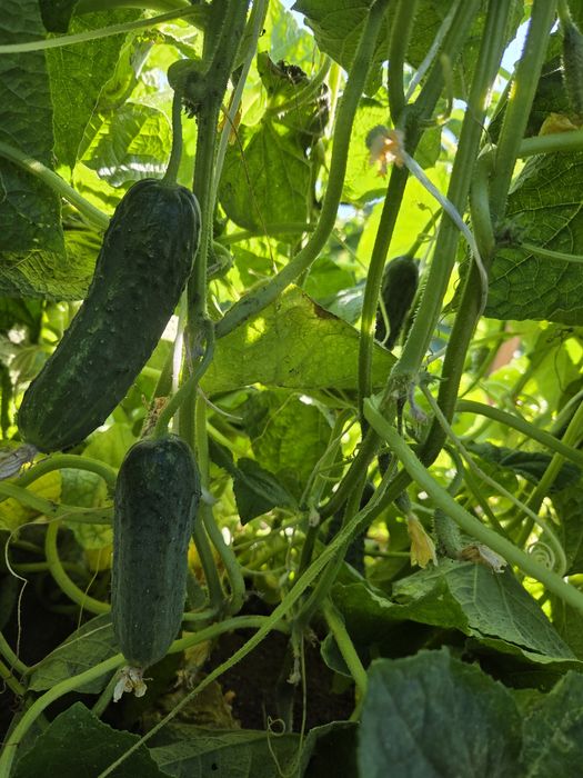 Продам дом 10 млн тенге