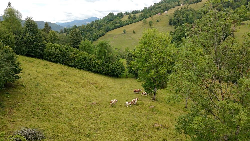 Teren de vânzare