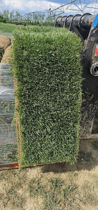 Gazon rulou și sistem de irigatii