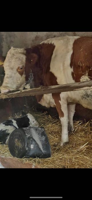 Vând vaca bălțată romanesca