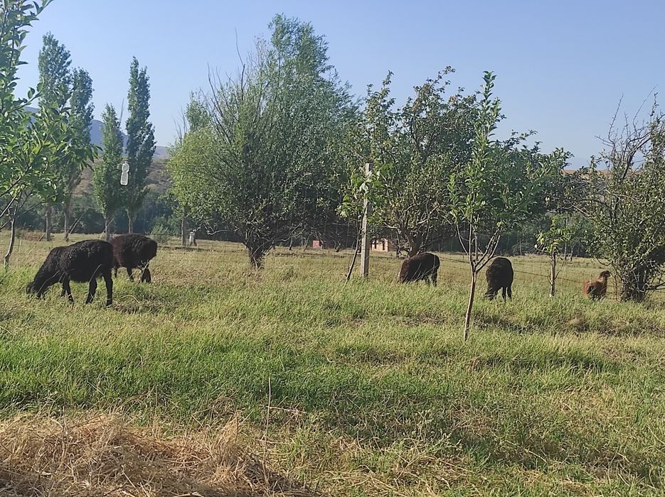 қозылар , тоқтылар