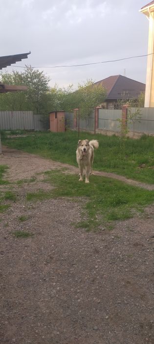 Продам кобеля алабай молодой два года