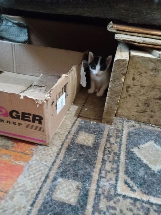 Котята отдам даром