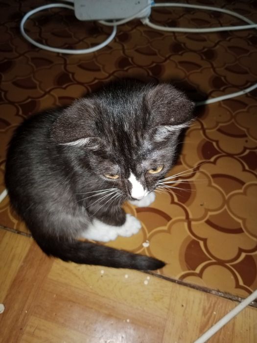 Отдам котят в хорошие руки