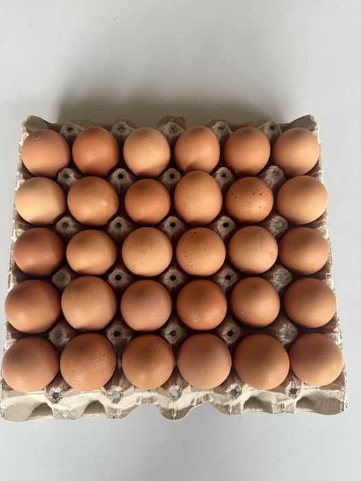 Домашни яйца пресни