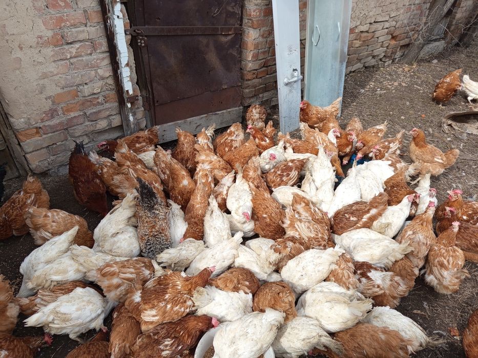 Продам курей несушек