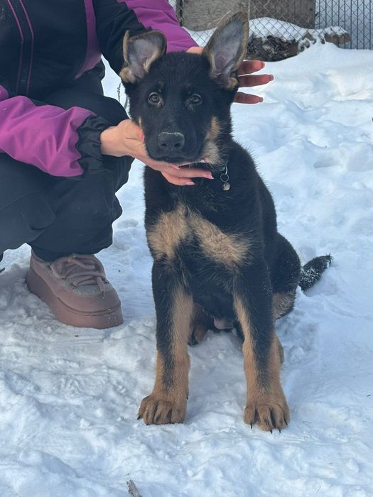 Щенки немецкой овчарки