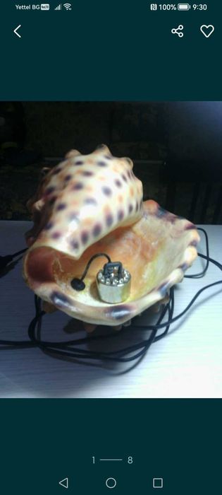 Раковина естествена