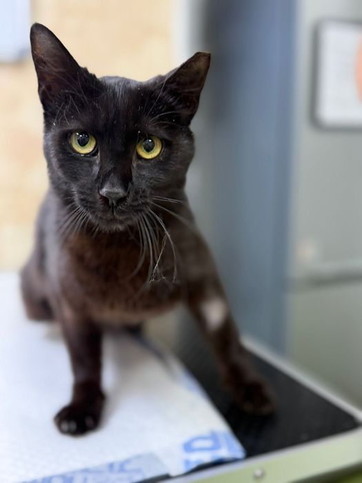 Pisica neagră iubitoare Adopție București