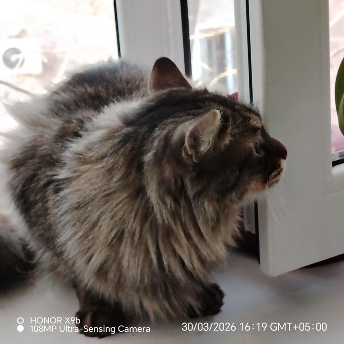 Отдам стерильную кошку