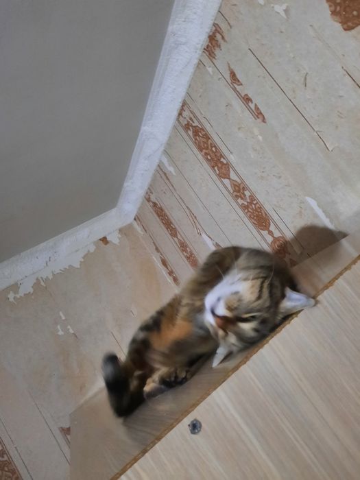 Отдам бесплатно кошка 1 год 7 месяцев