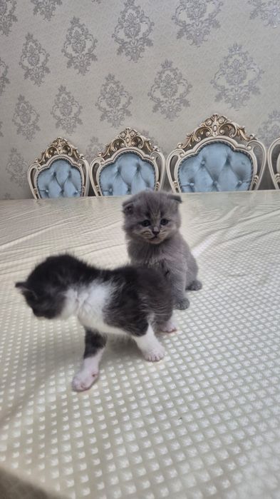 Домашние котенки