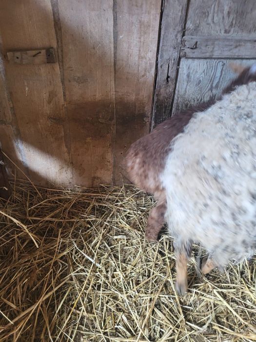 Кой козысмен сатылады