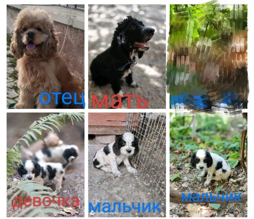 Продаются щенки американский кокер-спаниель