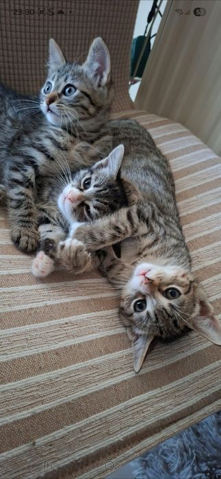 Puiuti pisica pt adoptie