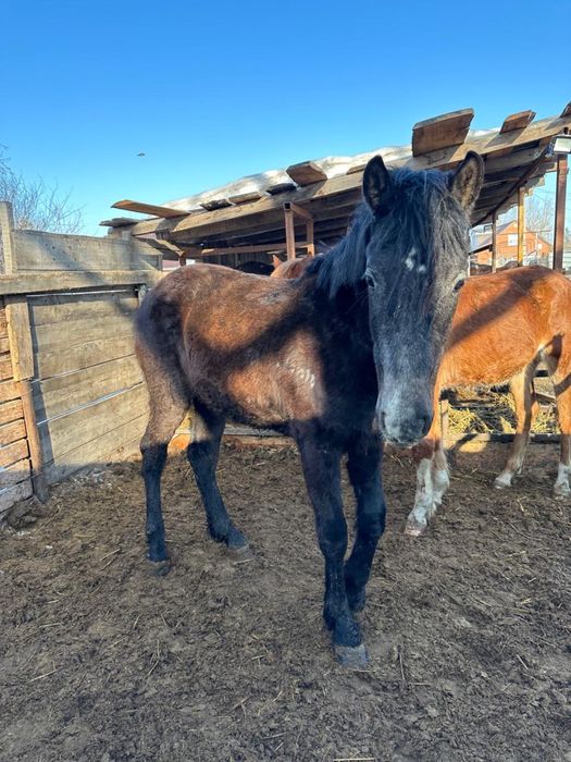 Продаются лошади