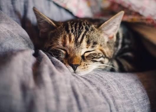 Продаётся котик 3 месяца домашний