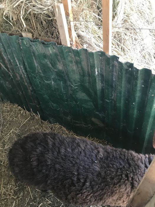 Сельхоз жывотные