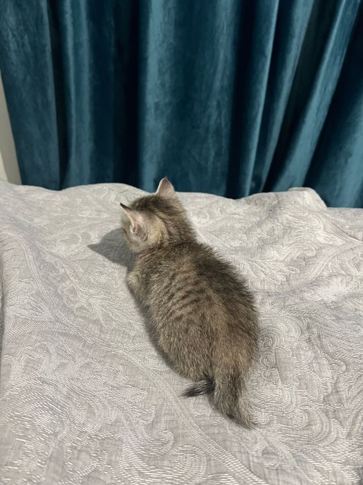 Котенок шотландец