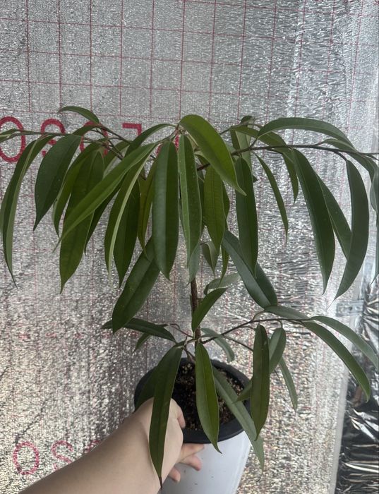 Продам фикусы разные