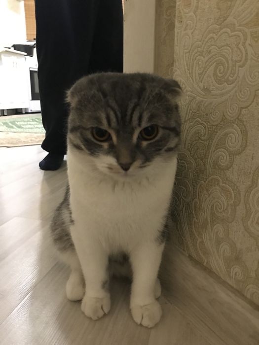 Продаю котенка мяу