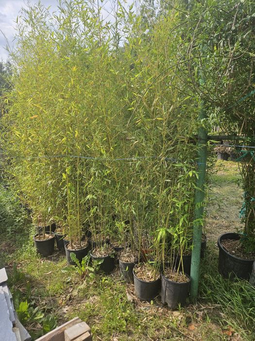 Tuia  leylandii plante