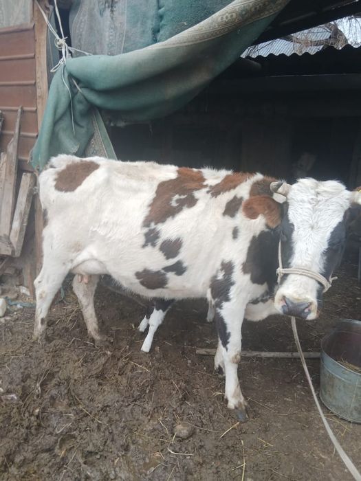 Сиыр бузауымен.