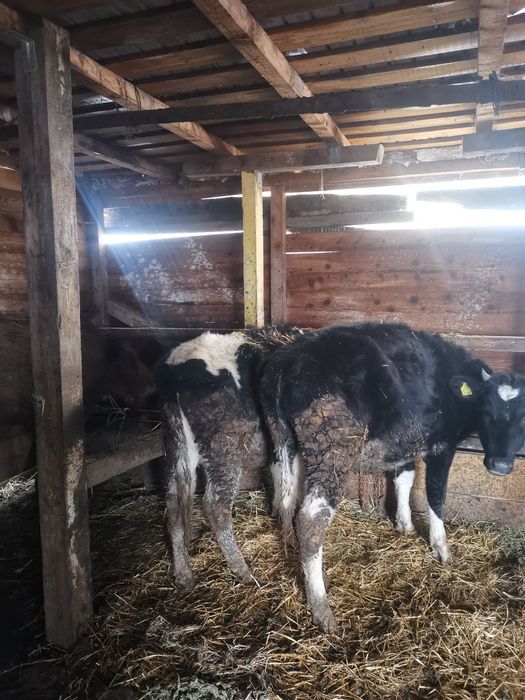 Vand 2 vitele de rasa