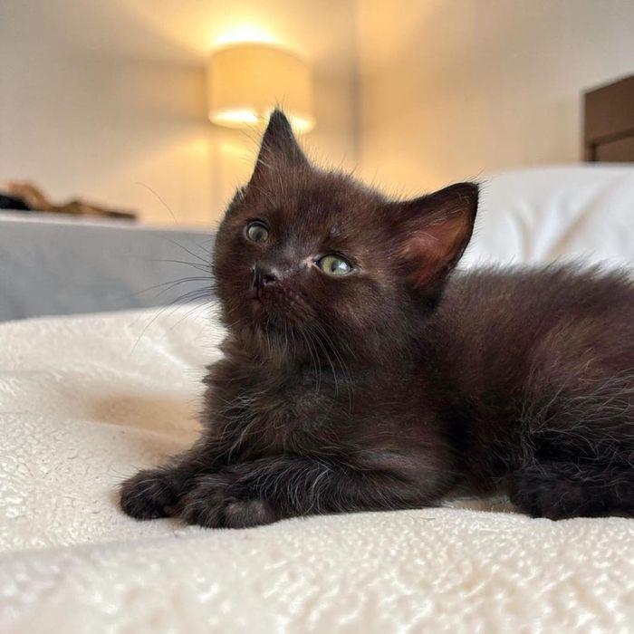 Отдам котёнка в хорошие руки