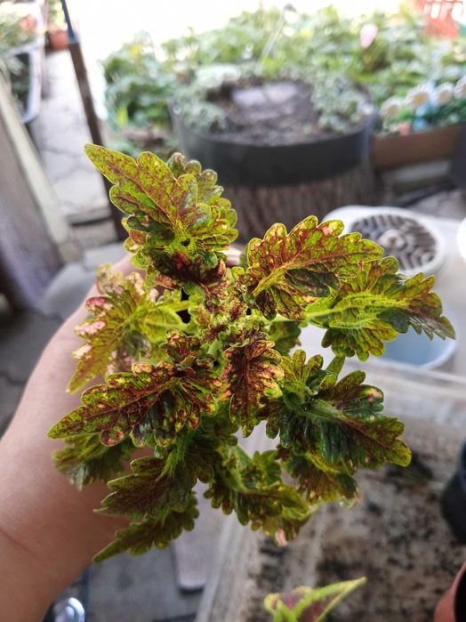 Колеусы разных видов