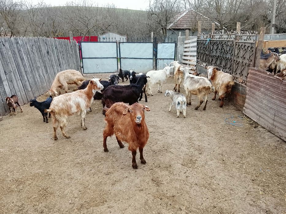 Vând capre de tăiere