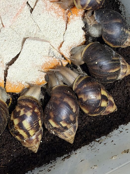 Улитка сатылады 2000