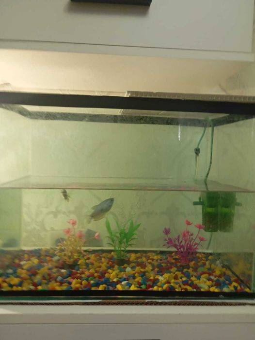 Продам аквариум с компрессором и рыбками