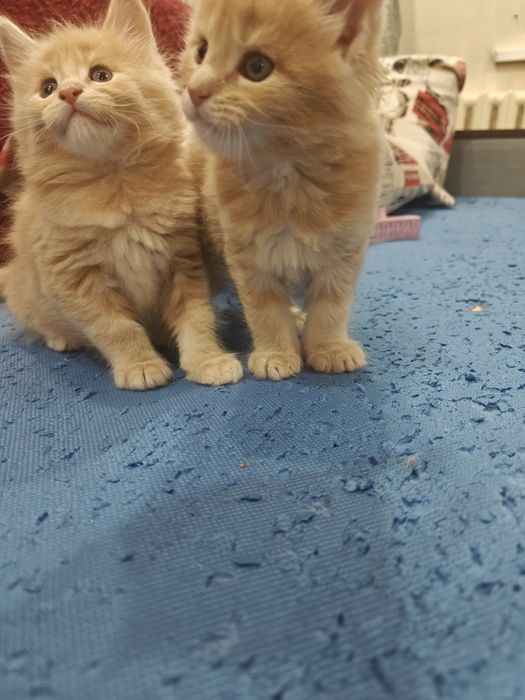 Мейн Кунчики 30 тыс