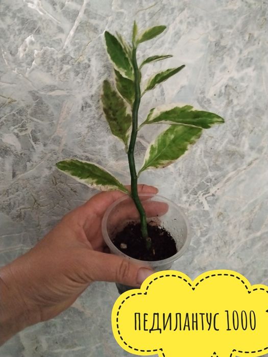 Цветы  комнатные