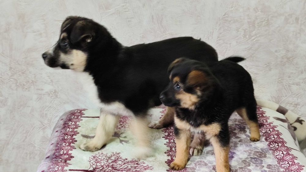 Щенки братик и сестренка