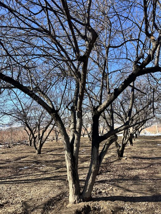 Daraxt sotiladi 200 ta sliva