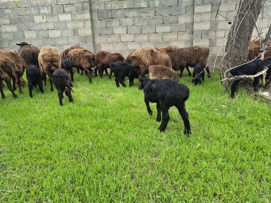 Козылы койлар қозылы қойлар қой