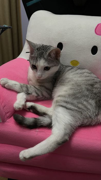 Ищем Кота для нашей девочки срочно