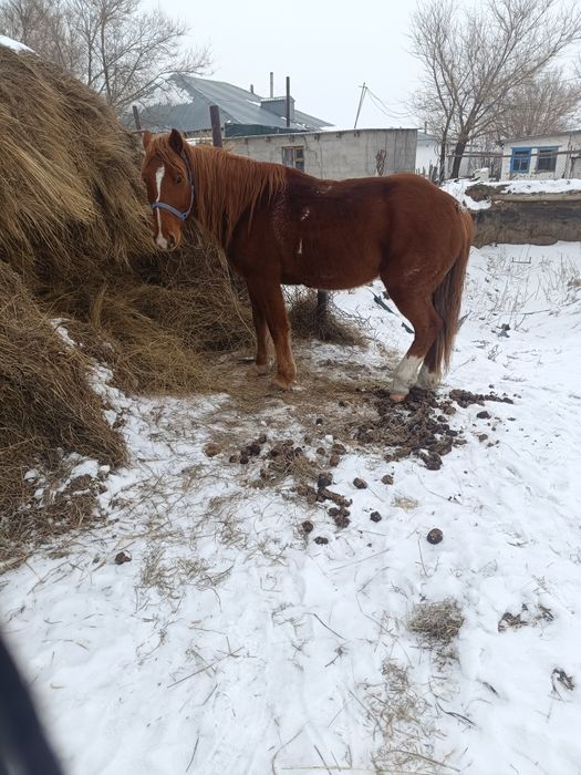 7 жасар ат сатылады