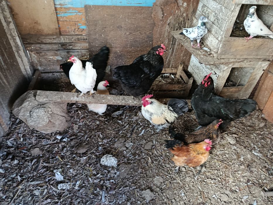 Продам карликовые куриц Петушки