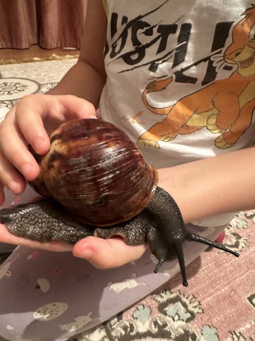 Улитка Архахатина маргината маргината