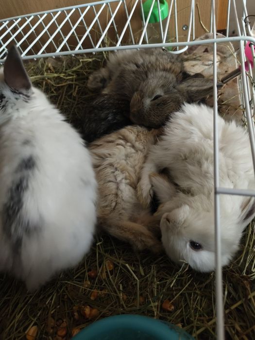 Крольчата домашние