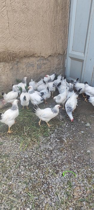 Adler Jujalari 4 yarim oylek sotiladi narxi 170000 dan