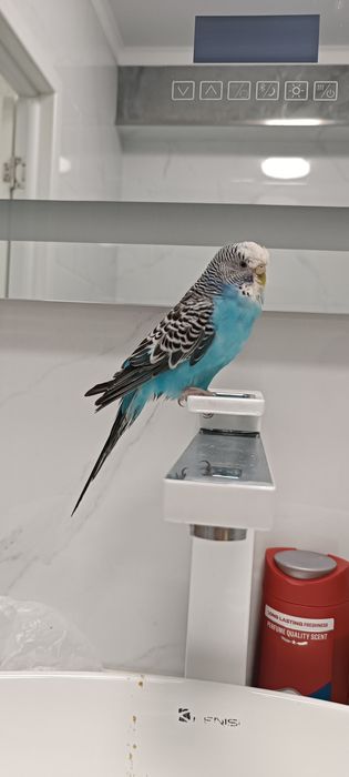 Продам попугая с клеткой